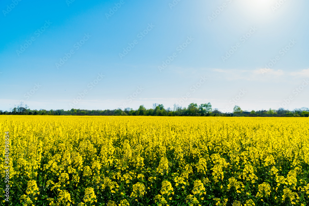Horizontal landscape backgrounds of beautiful spring summer blooming yellow rape flower field with clear blue sky no clouds for bio organic agriculture harvest growth in Germany made canola oil butter Horizontal landscape backgrounds of beautiful spring summer blooming yellow rape flower field with clear blue sky no clouds for bio organic agriculture harvest growth in Germany made canola oil butter