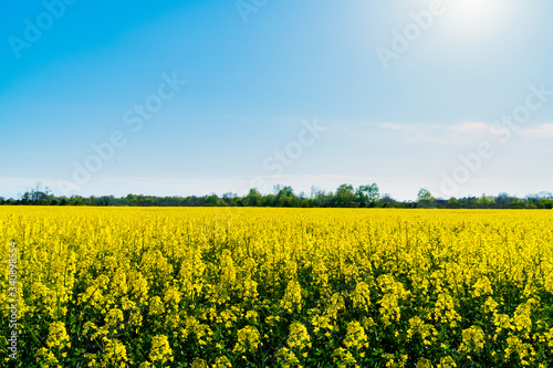 Horizontal landscape backgrounds of beautiful spring summer blooming yellow rape flower field with clear blue sky no clouds for bio organic agriculture harvest growth in Germany made canola oil butter