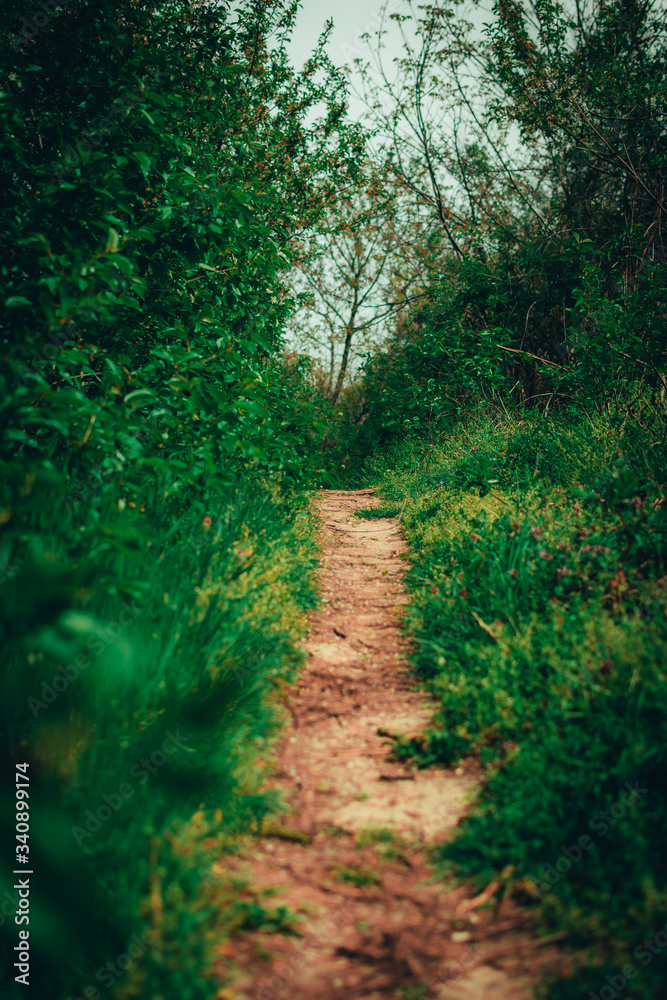 Fototapeta premium Footpath in the woods