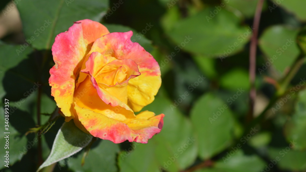 red and yellow rose