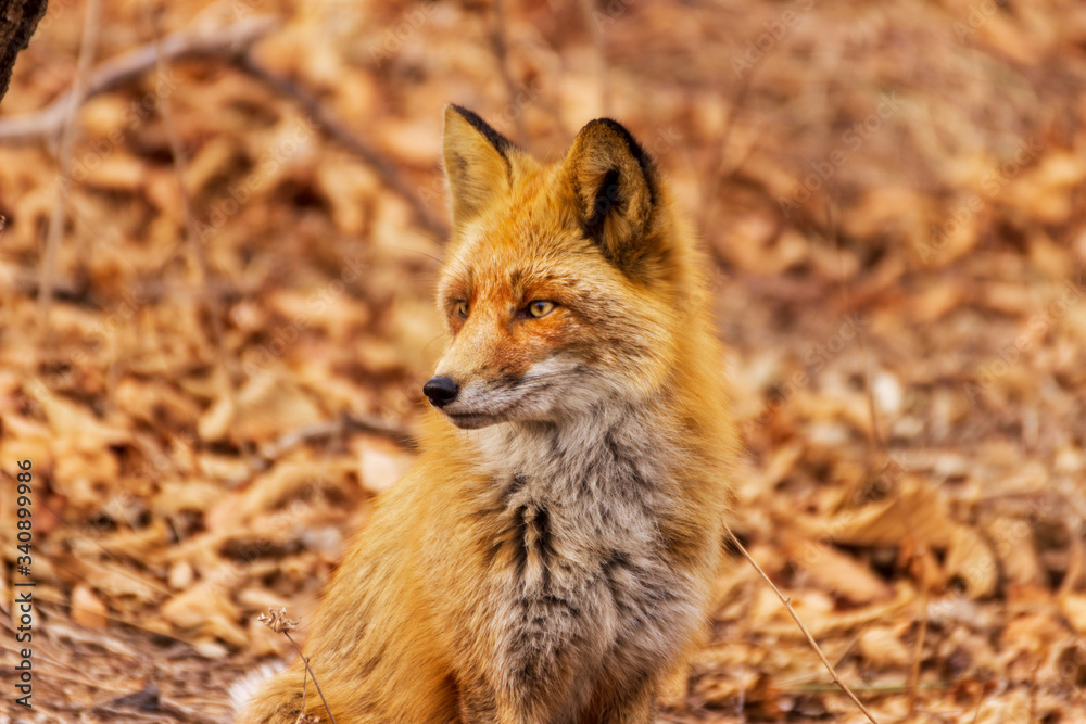 Fox in winter fur in late autumn in the forest against a background of fallen leaves in dry grass. Fox in winter fur in late autumn in the forest against a background of fallen leaves in dry grass.