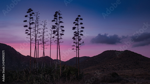 Panoramic view at dusk of the silhouettes a set of Pita trees against the light with mountains in the background in the Natural Park of Cabo de Gata, Almería, Andalusia.