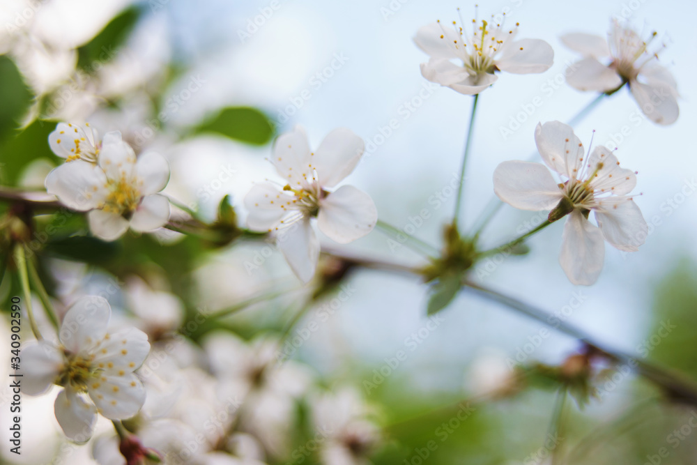 Spring flowers on apple, pear, cherry.