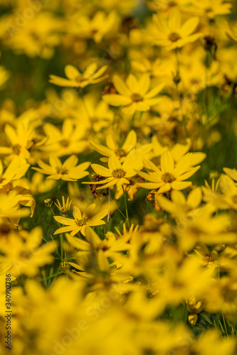 Blossoms of coneflowers (rudbeckia) in yellow and orange