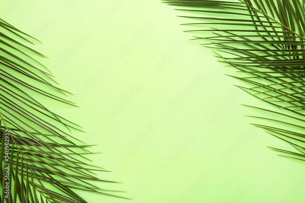 Fototapeta premium Green leaves of palm tree on green background with copy space