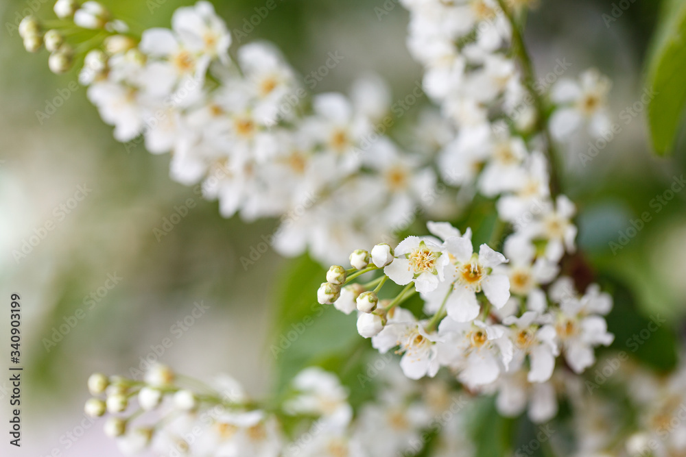 Flowering branch of pear tree on a sunny spring day. Pear tree flowers and buds. Pear blossom in early spring. Shallow depth of field. Flowering branch of pear tree on a sunny spring day. Pear tree flowers and buds. Pear blossom in early spring. Shallow depth of field.