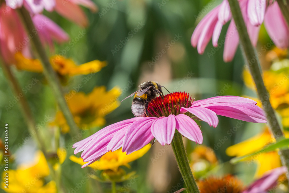 A bee on a blossom of coneflowers (echinacea) in pink, yellow and orange A bee on a blossom of coneflowers (echinacea) in pink, yellow and orange