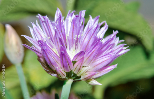 Closeup and selective focus on a beautiful chives flower  scientific name Allium schoenoprasum. Blurry background with mint leaves. 