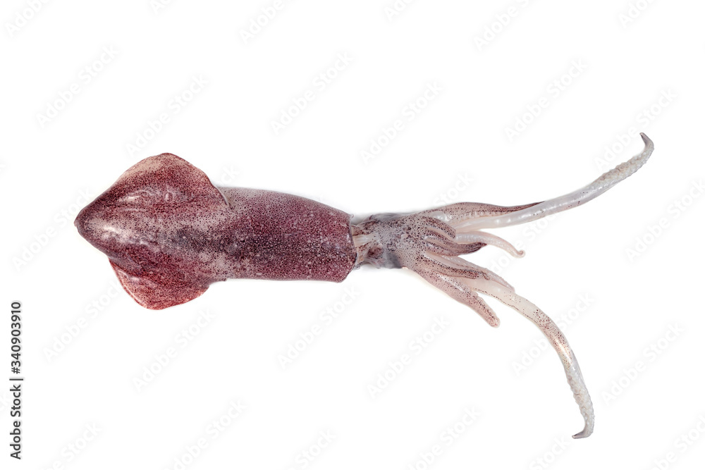 squid isolated on white background