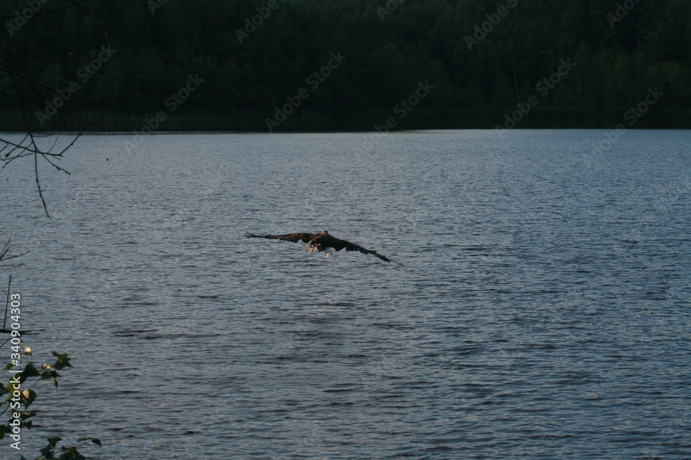 White-tailed eagle (Haliaeetus albicilla) in the North of Belarus White-tailed eagle (Haliaeetus albicilla) in the North of Belarus