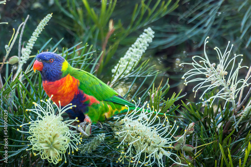 A colorful parrot - one of the most common birds of Australia - sitting on a branch of a tree in a public park in Sydney, New South Wales during a hot day in summer.
