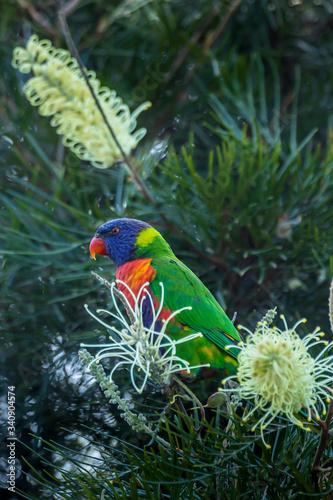 A colorful parrot - one of the most common birds of Australia - sitting on a branch of a tree in a public park in Sydney, New South Wales during a hot day in summer.