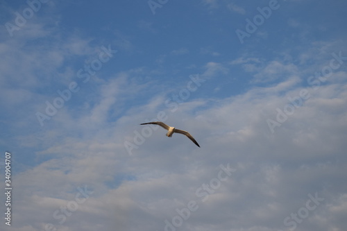 seagull flying in the sky