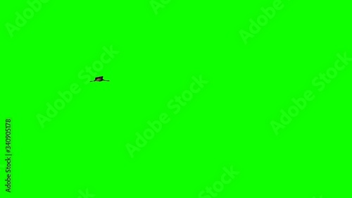 Single crane flying in super slow motion against green photo