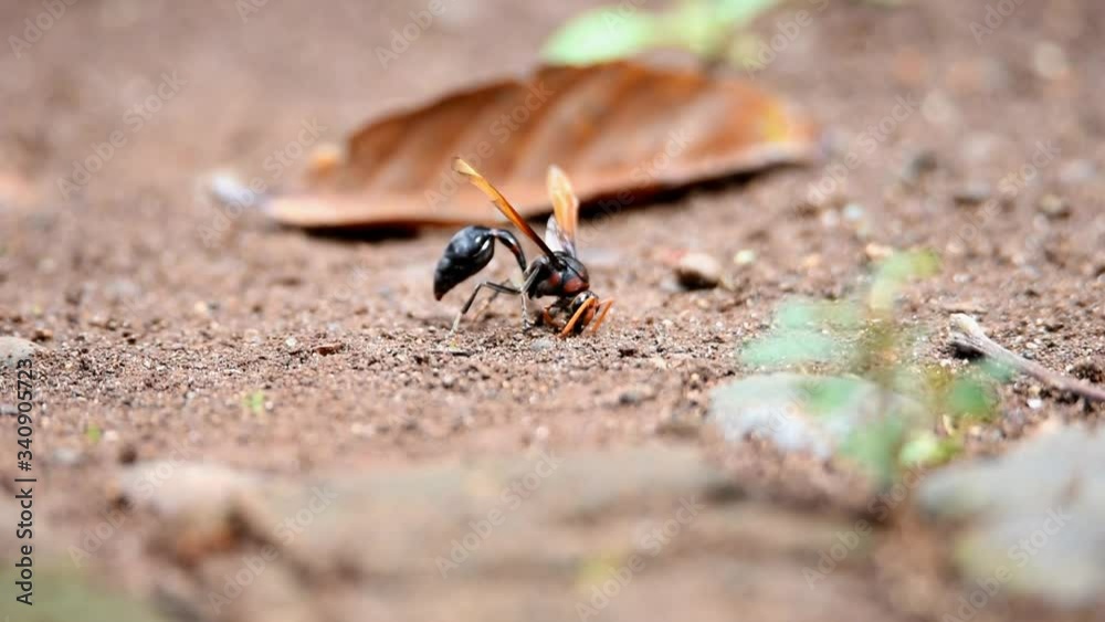 Grey Color Wasps Brownish black wasps, wings stretched dark brown, downy body, belly ...