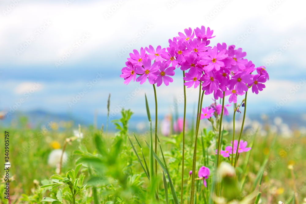 Obraz premium pink wildflowers close-up, Very beautiful, Khakassia