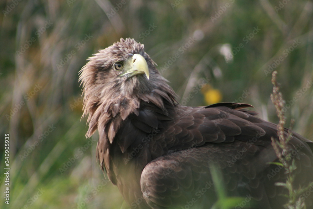 Fototapeta premium White-tailed eagle (Haliaeetus albicilla) in the North of Belarus