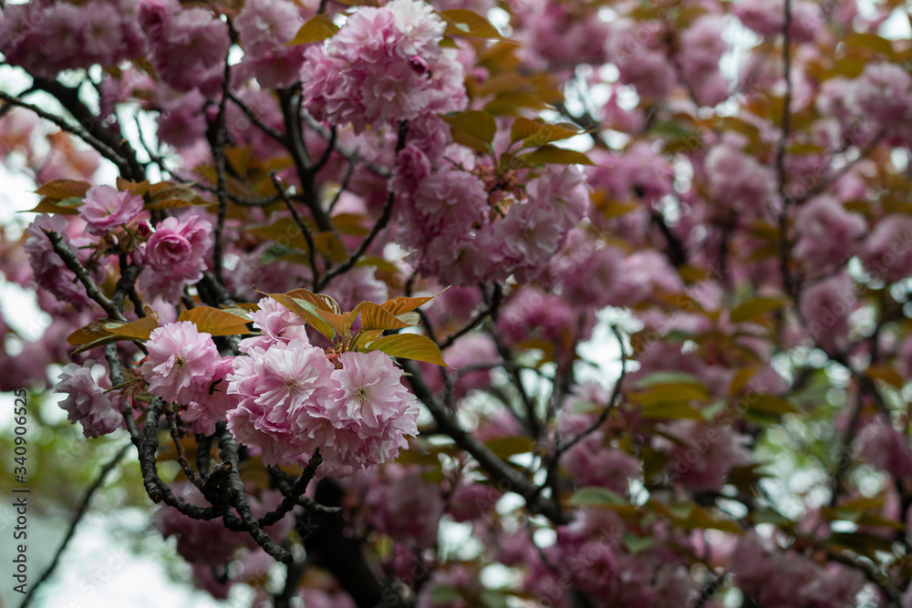 Beautiful pink king cherry blossom blooming in the field of Korea in spring Beautiful pink king cherry blossom blooming in the field of Korea in spring