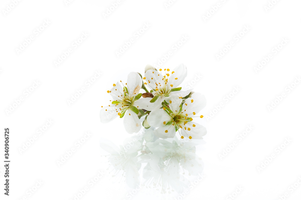 branch with plum flowers isolated on a white background