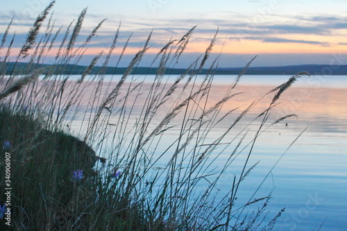 reed grows at the edge of the water against the background of sunset