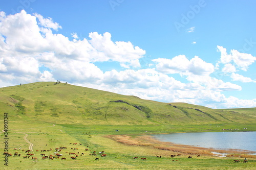 horses walk in a field on bright green grass