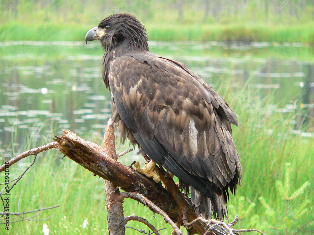 White-tailed eagle (Haliaeetus albicilla) in the North of Belarus White-tailed eagle (Haliaeetus albicilla) in the North of Belarus