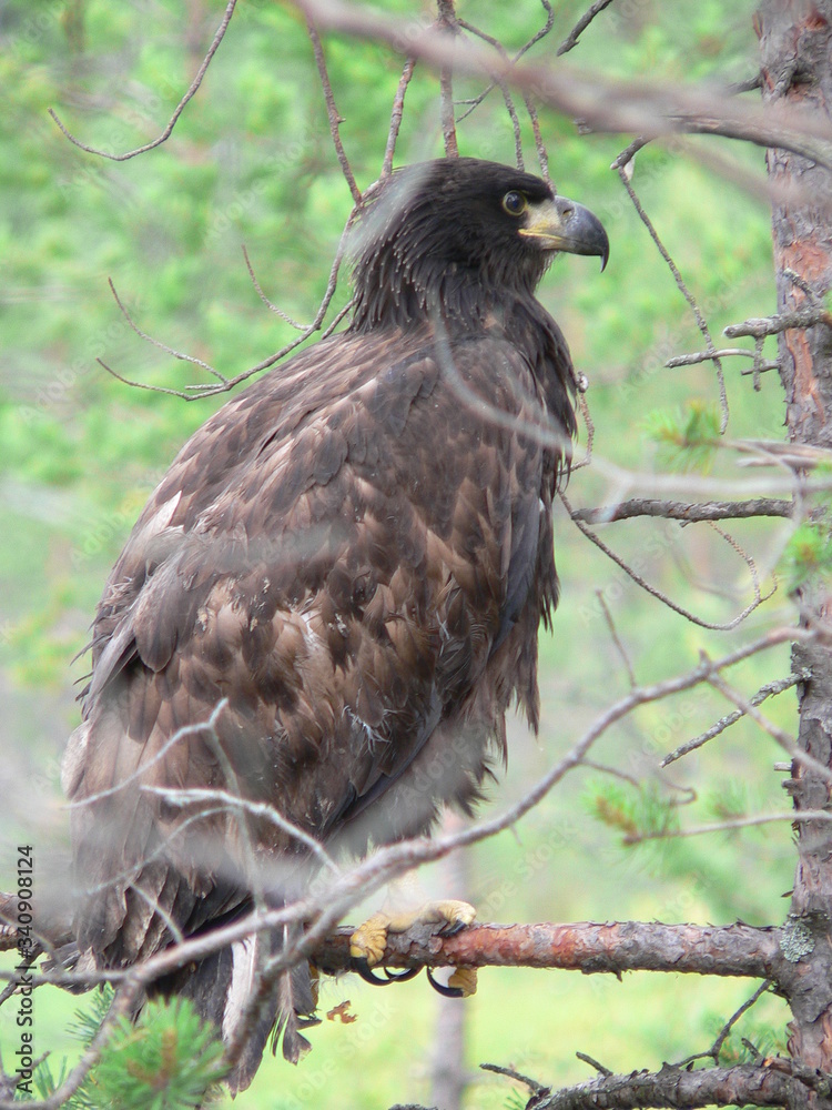 Fototapeta premium White-tailed eagle (Haliaeetus albicilla) in the North of Belarus