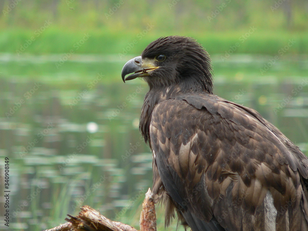 White-tailed eagle (Haliaeetus albicilla) in the North of Belarus White-tailed eagle (Haliaeetus albicilla) in the North of Belarus