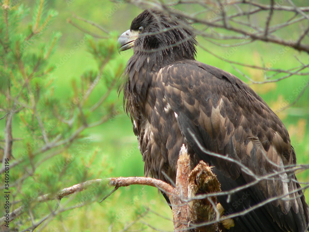 White-tailed eagle (Haliaeetus albicilla) in the North of Belarus White-tailed eagle (Haliaeetus albicilla) in the North of Belarus