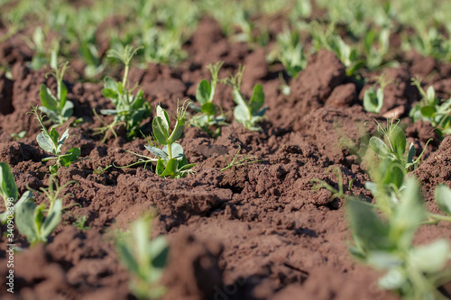 the young shoots of peas / field peas young