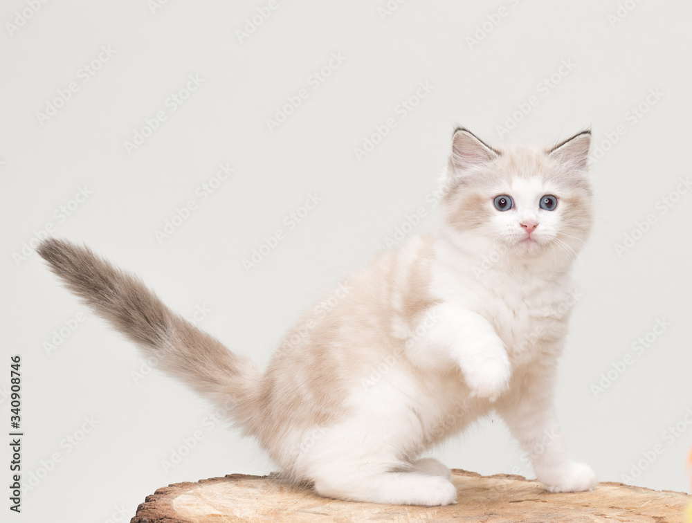 A playful ragdoll kitten with a paw up on a tree cut off. Studio shot. Solid off white background.