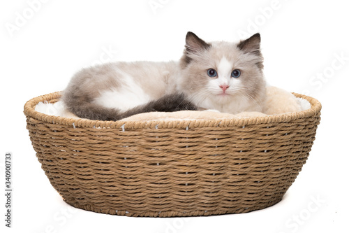 A cute ragdoll kitten lying in a basket. Isolated. White background. Studio shot. © izmargad