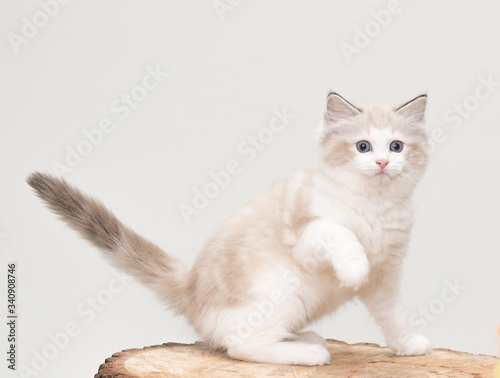 A playful ragdoll kitten with a paw up on a tree cut off. Studio shot. Solid off white background.
