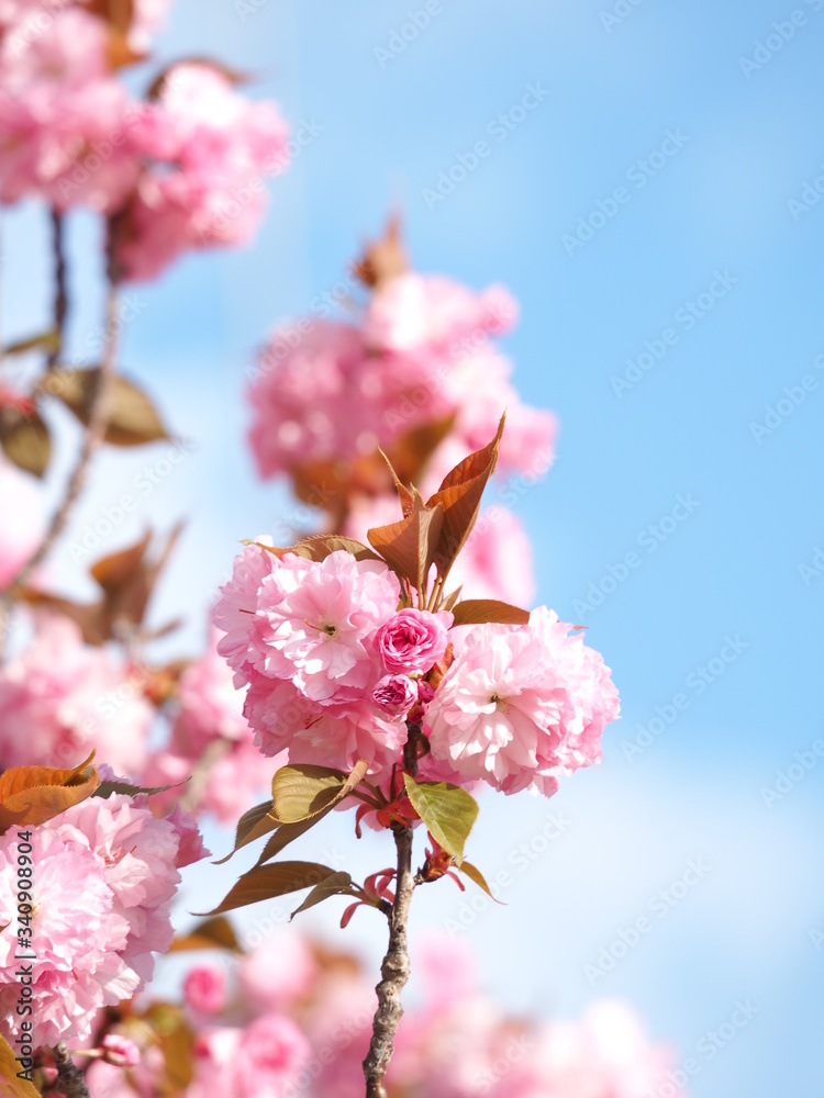牡丹桜 牡丹桜