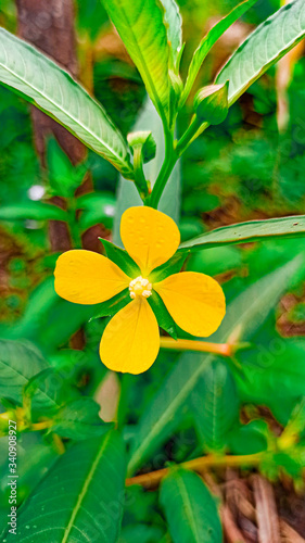 ludwigia hexapetala resaltando en la belleza de la naturaleza photo