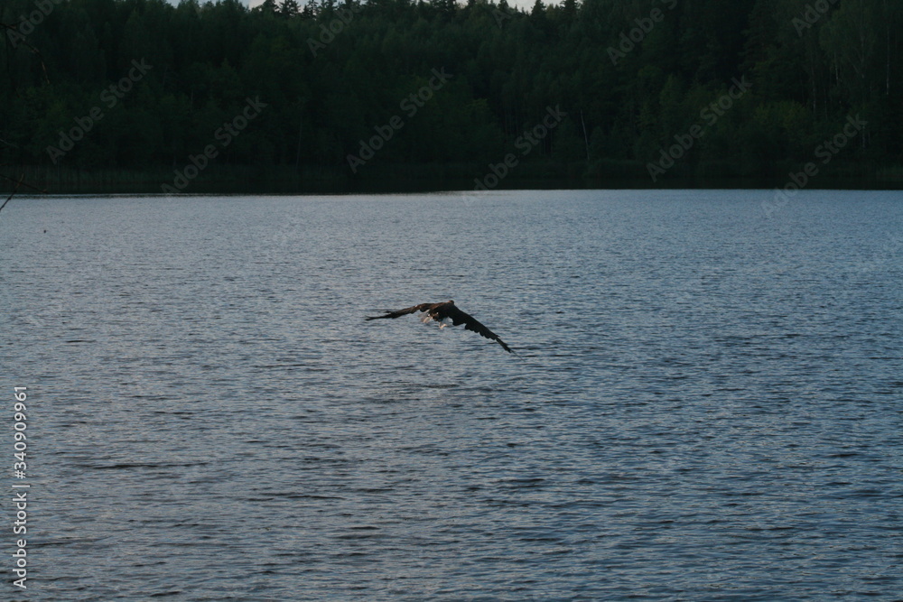 Naklejka premium White-tailed eagle (Haliaeetus albicilla) in the North of Belarus