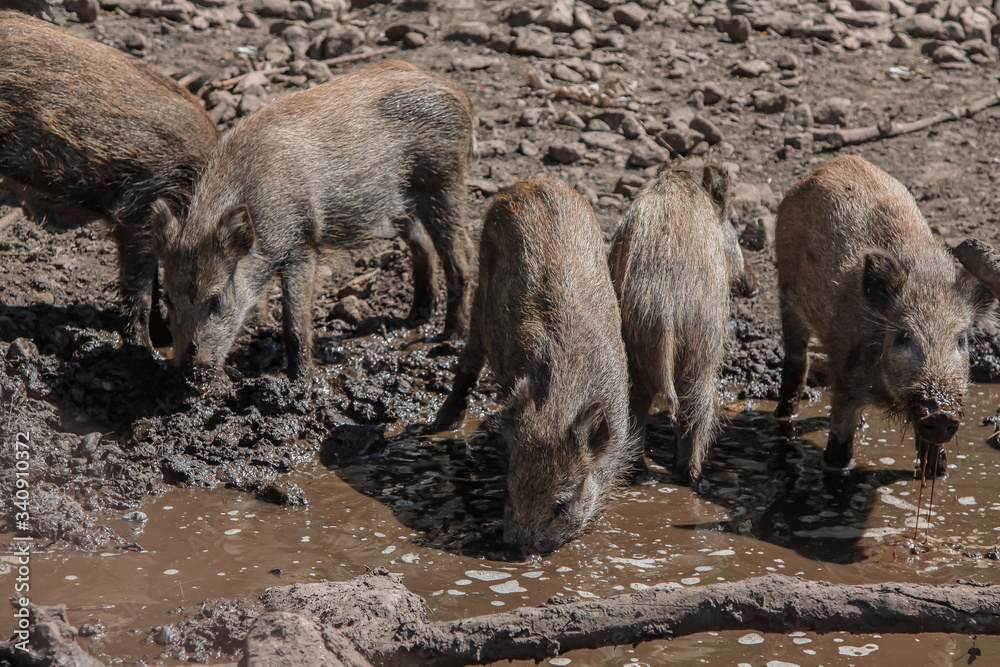 Wild pigs messing around in the mud Wild pigs messing around in the mud