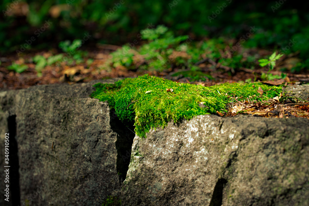 Muschio verde e terra umida su una roccia nel bosco, vegetazione della foresta in montagna Muschio verde e terra umida su una roccia nel bosco, vegetazione della foresta in montagna