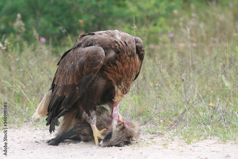 White-tailed eagle (Haliaeetus albicilla) in the North of Belarus White-tailed eagle (Haliaeetus albicilla) in the North of Belarus