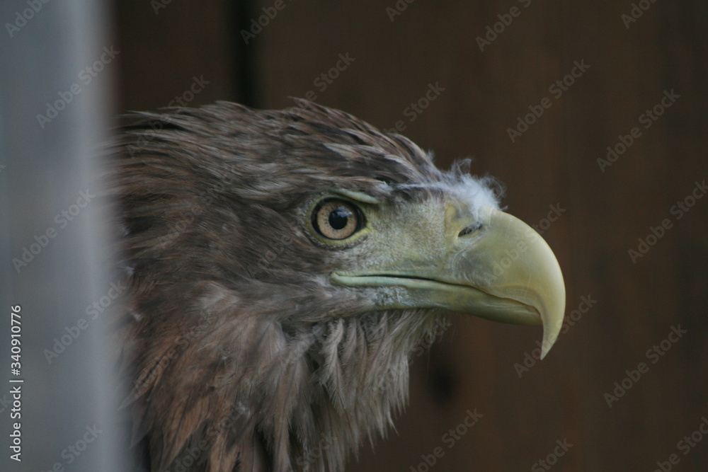 Fototapeta premium White-tailed eagle (Haliaeetus albicilla) in the North of Belarus