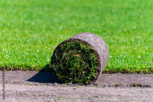 Field with high-quality, multi-purpose ryegrass or fescue turf for healthy, green and hard wearing lawn, turf grass rolls ready for use photo