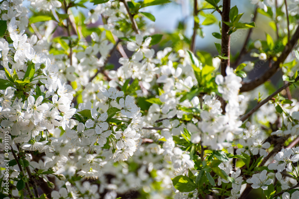 Spring white blossom of sour cherry tree Spring white blossom of sour cherry tree