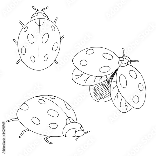 Ladybug set graphic black white isolated sketch illustration vector