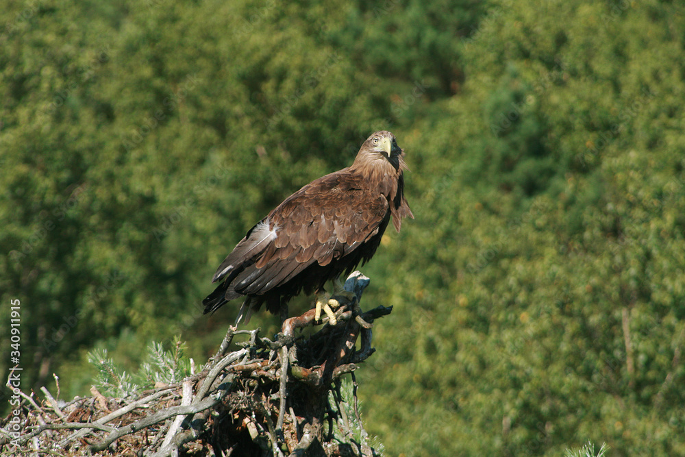 White-tailed eagle (Haliaeetus albicilla) in the North of Belarus White-tailed eagle (Haliaeetus albicilla) in the North of Belarus