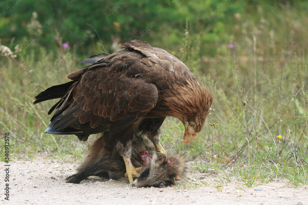 Fototapeta premium White-tailed eagle (Haliaeetus albicilla) in the North of Belarus