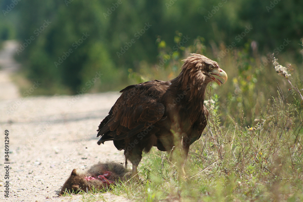 White-tailed eagle (Haliaeetus albicilla) in the North of Belarus White-tailed eagle (Haliaeetus albicilla) in the North of Belarus