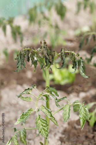 Withering tomato leaf plant quality control with abnormal conditions of high temperatures and lack of water. Home gardening greenhouse.
