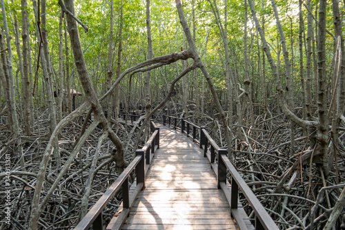 Pranburi mangrove forest  park