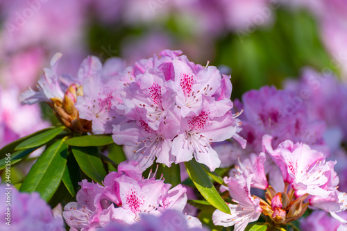Spring blossom of rhododendron or azalea flowers