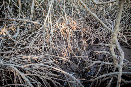 The mangrove tree roots entangled